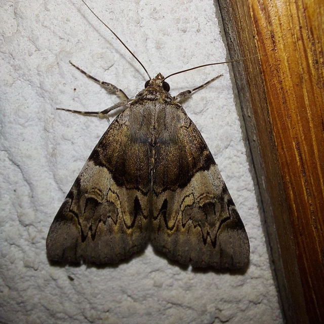 Catocala fulminea - galagonya-övesbagoly