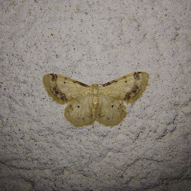 Idaea trigeminata - csúcsfoltos apróaraszoló