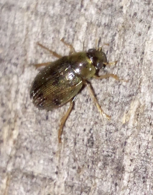 Berosus frontifoveatus - tüskés szemescsibor Berosus frontifoveatus - tüskés szemescsibor