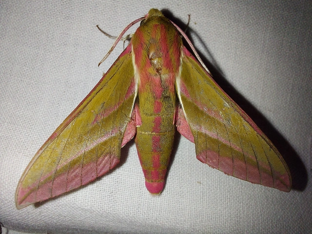 Deilephila elpenor - szőlőszender