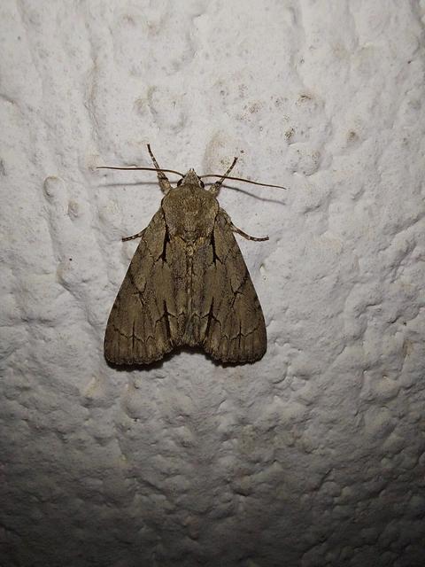Acronicta cuspis/tridens/psi