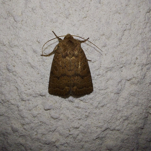 Hoplodrina octogenaria - barna selymesbagoly