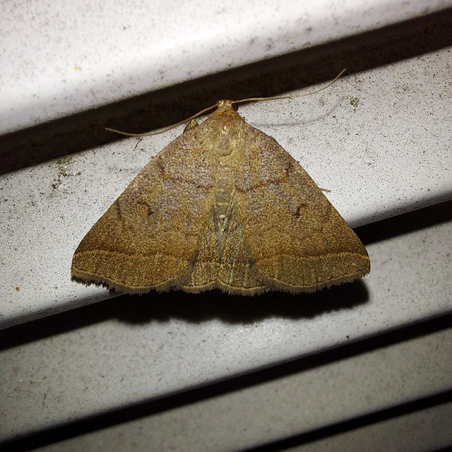 Zanclognatha lunalis - pelyheslábú karcsúbagoly
