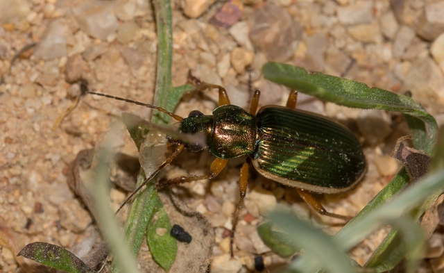 Chlaenius spoliatus - csupasz bűzfutó