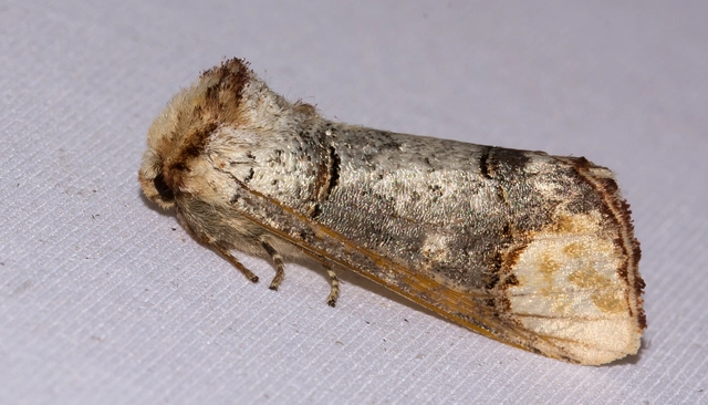 Phalera bucephala - sárgafoltos púposszövő