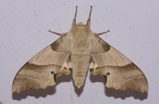 Marumba quercus - tölgyfaszender
