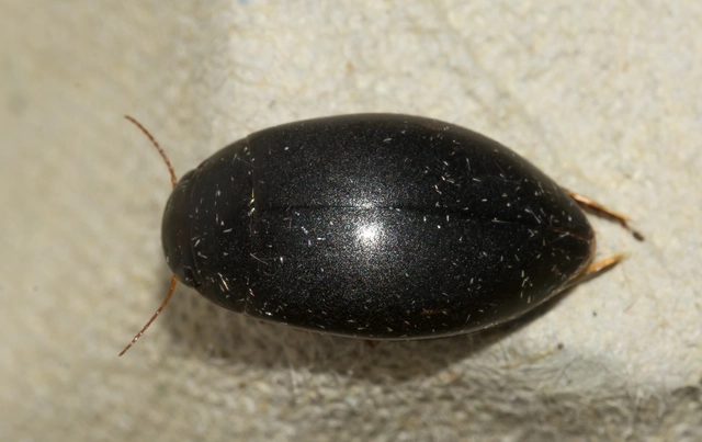 Dytiscidae - csíkbogárfélék