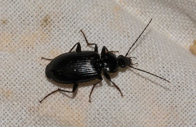 Agonum Agonum