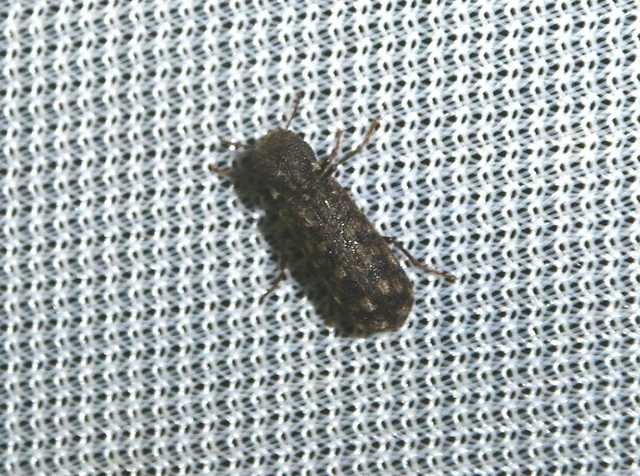 Lichenophanes varius - tarka csuklyásszú