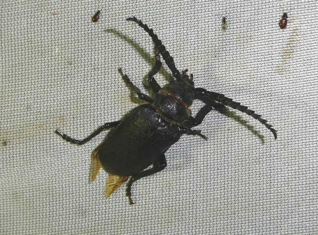 Prionus coriarius - csőszcincér