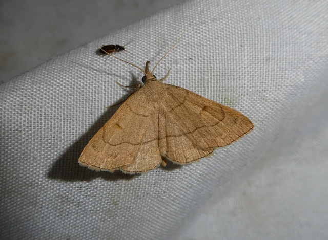 Paracolax tristalis - sárgás karcsúbagoly