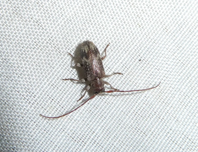 Exocentrus adspersus - tölgyfa-rőzsecincér