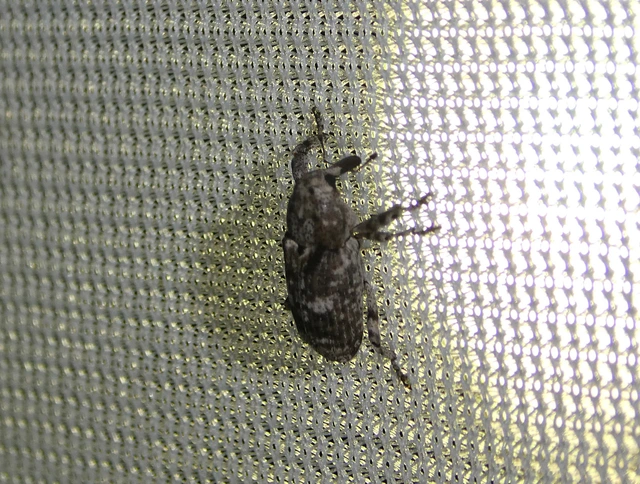 Gasterocercus depressirostris - laposorrú ormányos