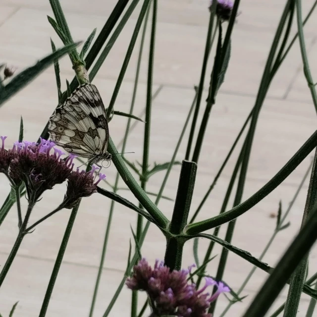 Melanargia galathea - sakktáblalepke