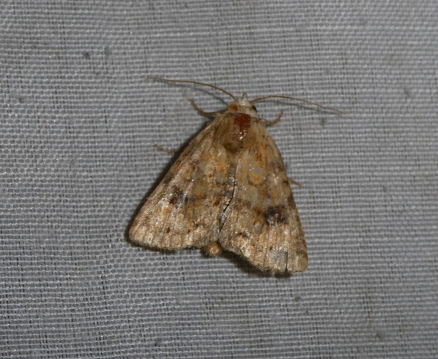 Atypha pulmonaris - tüdőfű-levélbagoly