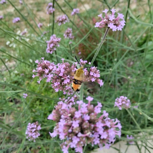 Hemaris tityus - pöszörszender Hemaris tityus - pöszörszender