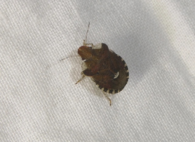 Dyroderes umbraculatus Dyroderes umbraculatus