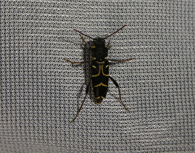 Xylotrechus antilope - fürge darázscincér