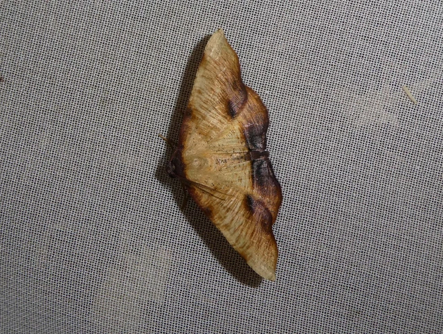 Plagodis dolabraria - baltaszárnyú araszoló