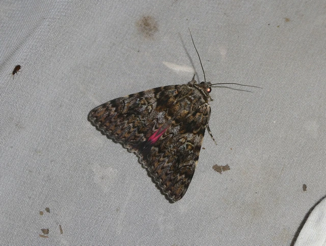 Catocala promissa - kis tölgyfa-övesbagoly