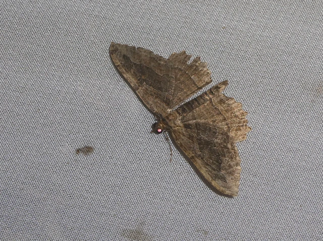 Philereme transversata - varjútövis-araszoló