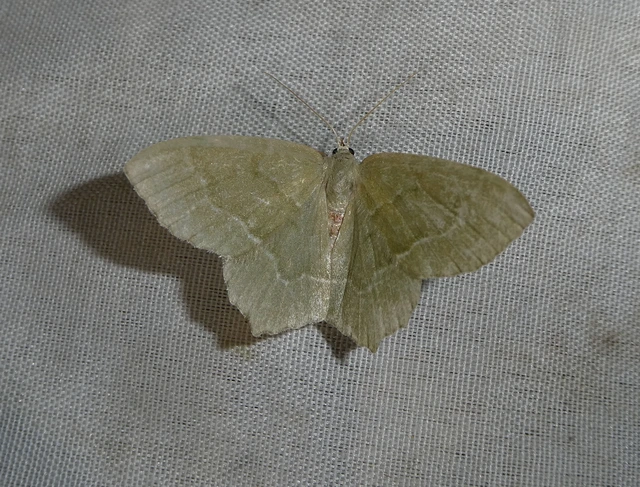 Hemithea aestivaria - nyír-zöldaraszoló