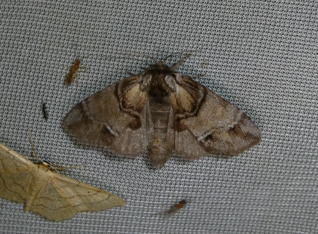 Drymonia velitaris - hegyi púposszövő