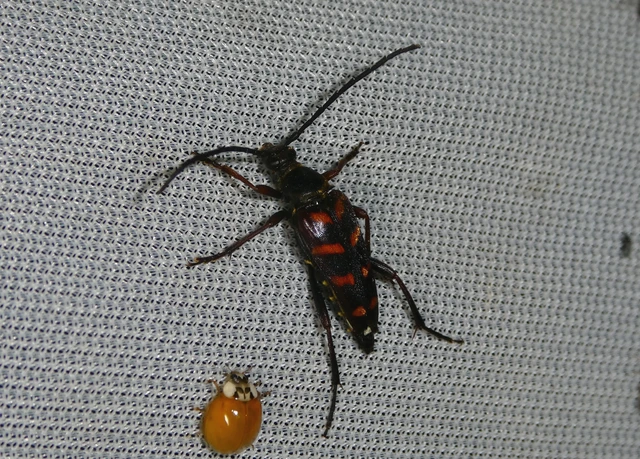 Leptura aurulenta - sárgaszőrű szalagoscincér