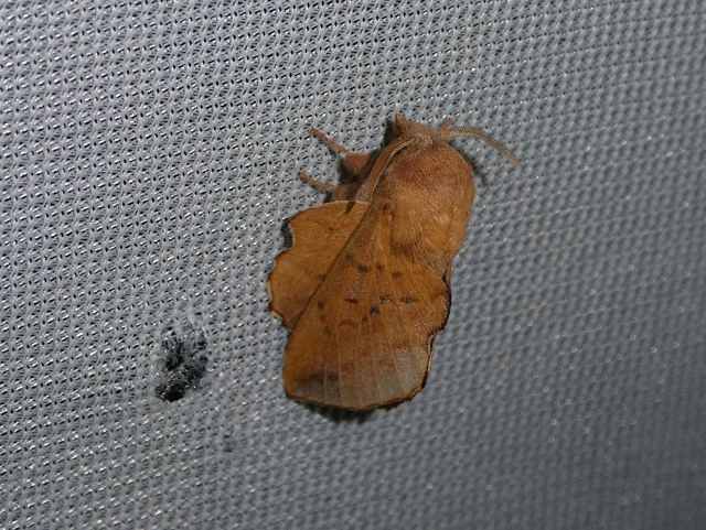 Phyllodesma tremulifolia - nyárlevélpohók