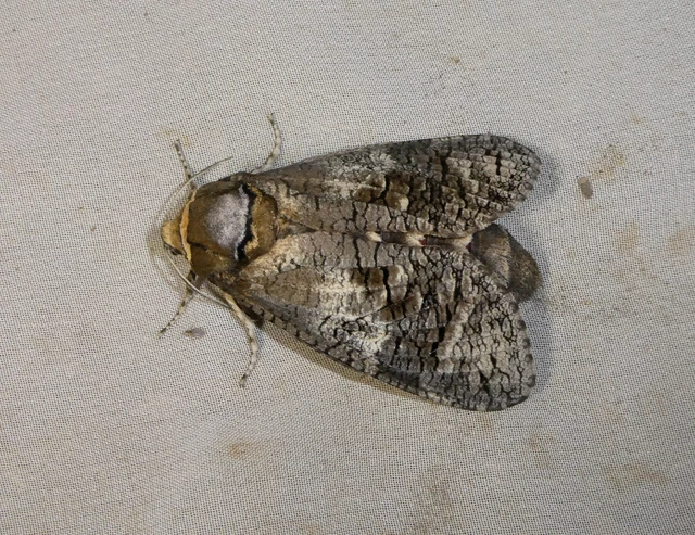 Cossus cossus - fűzfarontólepke