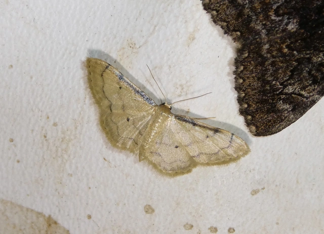 Idaea politaria - vonalas apróaraszoló