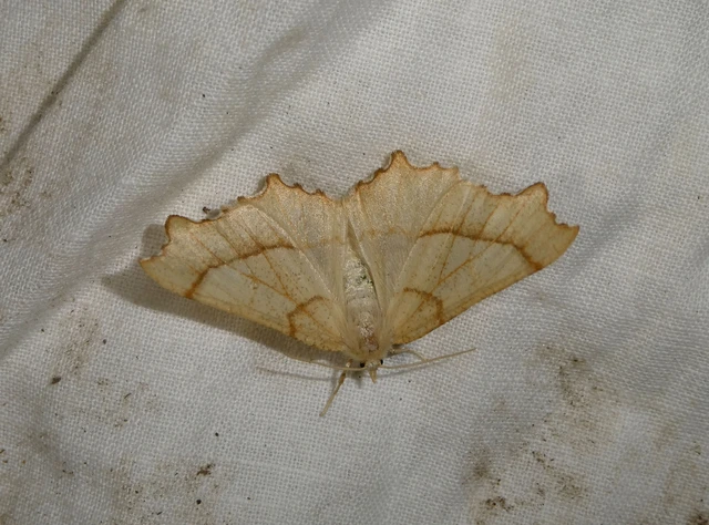 Ennomos quercinaria - tölgyfa-levélaraszoló