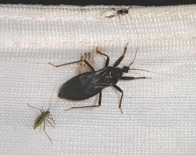 Reduvius personatus - szemetes zugpoloska