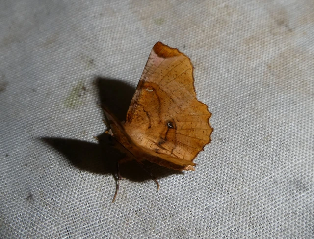 Selenia lunularia - egyfoltos holdasaraszoló