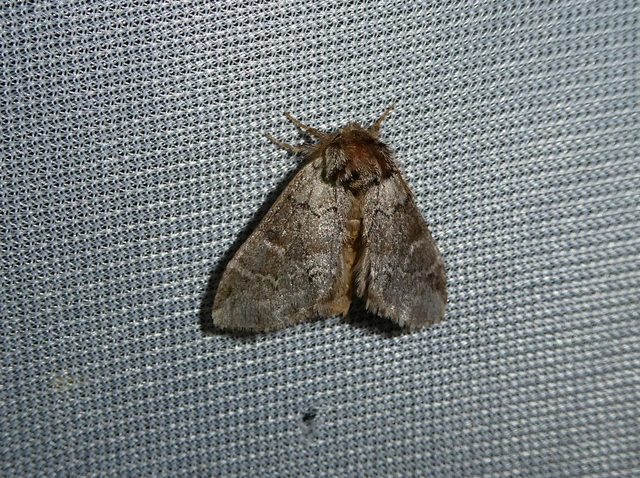 Drymonia obliterata - feketefoltos púposszövő