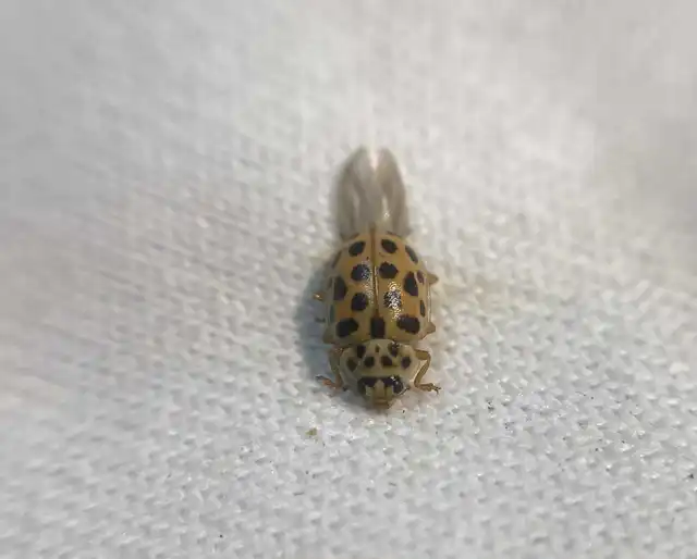 Anisosticta novemdecimpunctata - tizenkilencpettyes katica