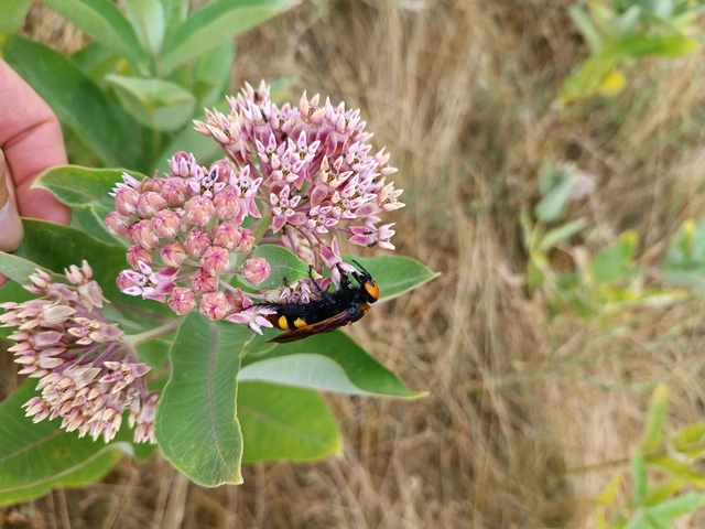Megascolia maculata - óriás-tőrösdarázs