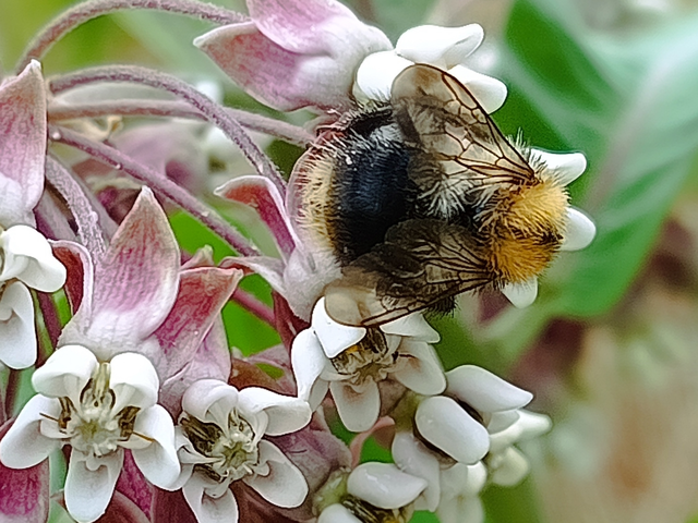 Hymenoptera - Hártyásszárnyúak Hymenoptera - Hártyásszárnyúak
