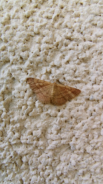 Scopula rubiginata - réti pirosaraszoló