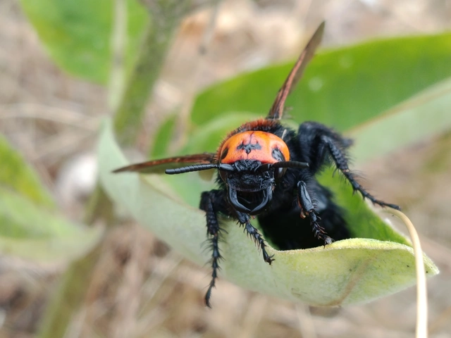 Megascolia maculata - óriás-tőrösdarázs