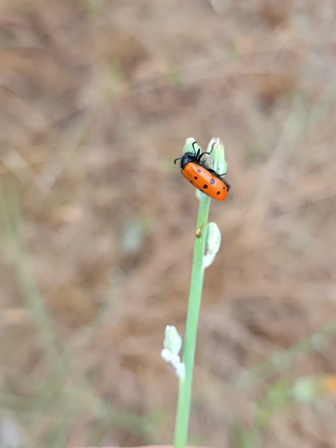 Mylabris crocata - pettyes hólyaghúzó Mylabris crocata - pettyes hólyaghúzó