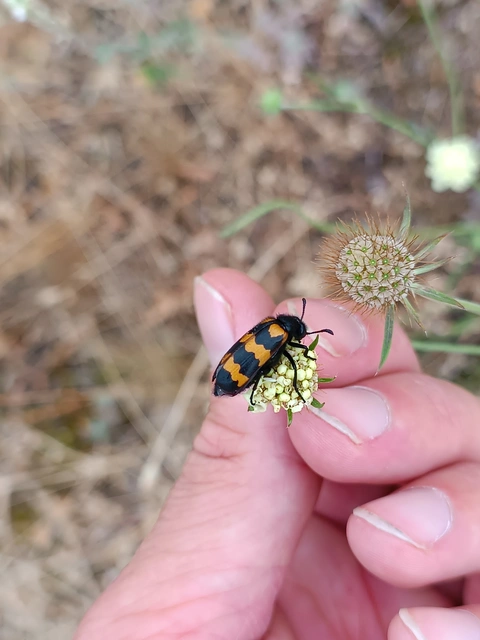 Mylabris variabilis - szalagos hólyaghúzó Mylabris variabilis - szalagos hólyaghúzó