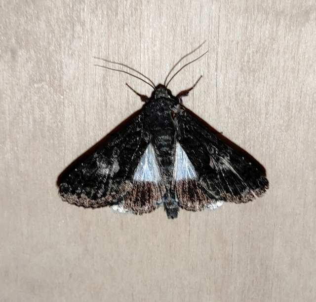 Anophia leucomelas - déli folyófűbagoly