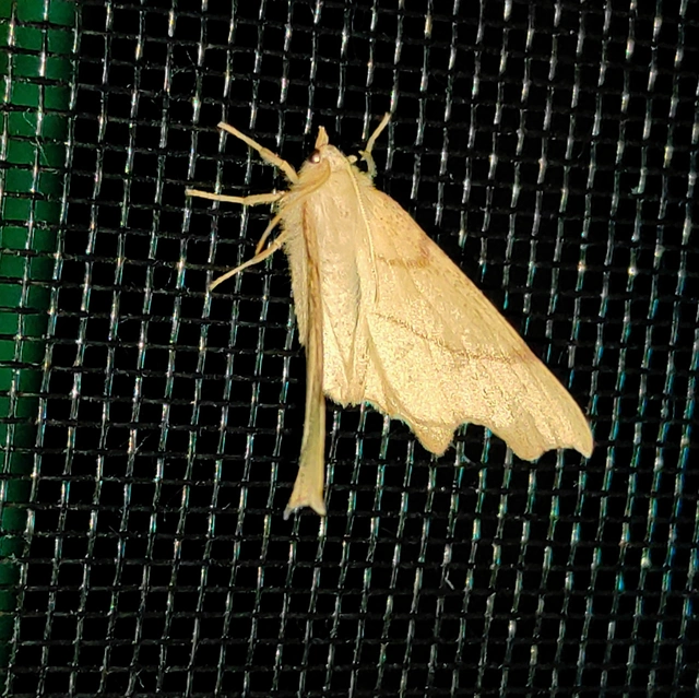 Ennomos erosaria - hársfa-levélaraszoló