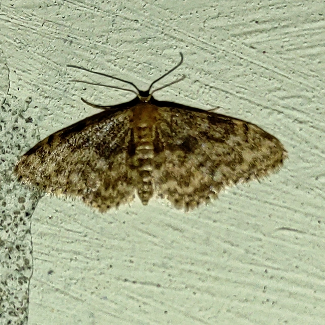 Idaea inquinata - mintás apróaraszoló