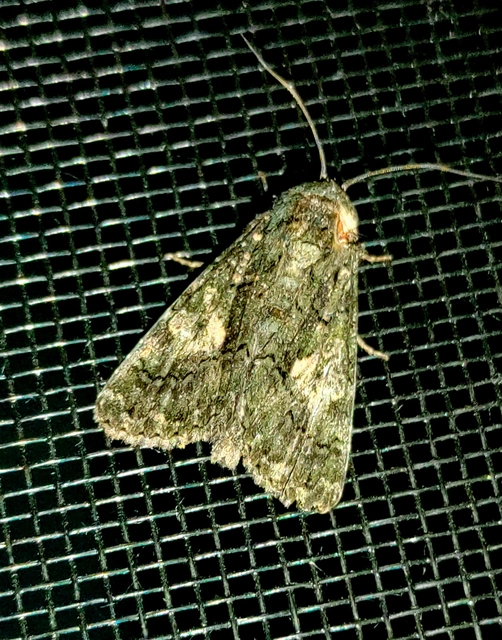 Anophia leucomelas - déli folyófűbagoly