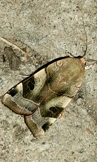 Noctua fimbriata - szélessávú sárgafűbagoly