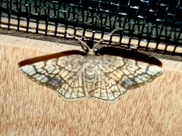 Stegania dilectaria - fehérnyár-araszoló