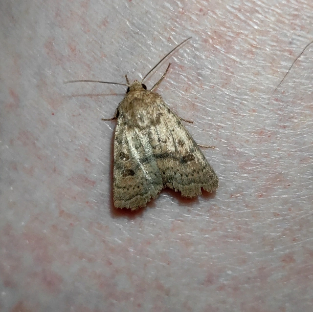 Hoplodrina octogenaria - barna selymesbagoly