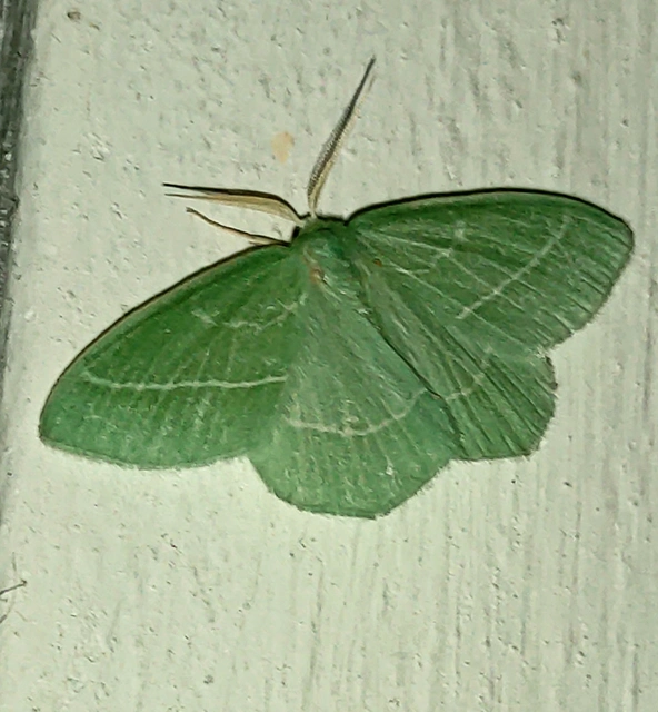 Hemistola chrysoprasaria - kékes zöldaraszoló
